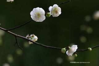 绿梅花树苗价格