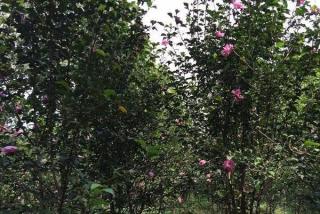 丹麦木槿花苗价格_报价