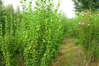 木槿树苗、木槿花多少钱