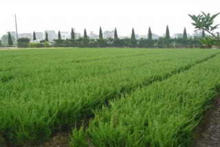 苗圃小龙柏批发价供应
