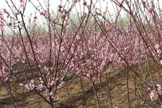 独杆榆叶梅价格