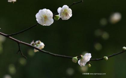 绿梅花树苗价格