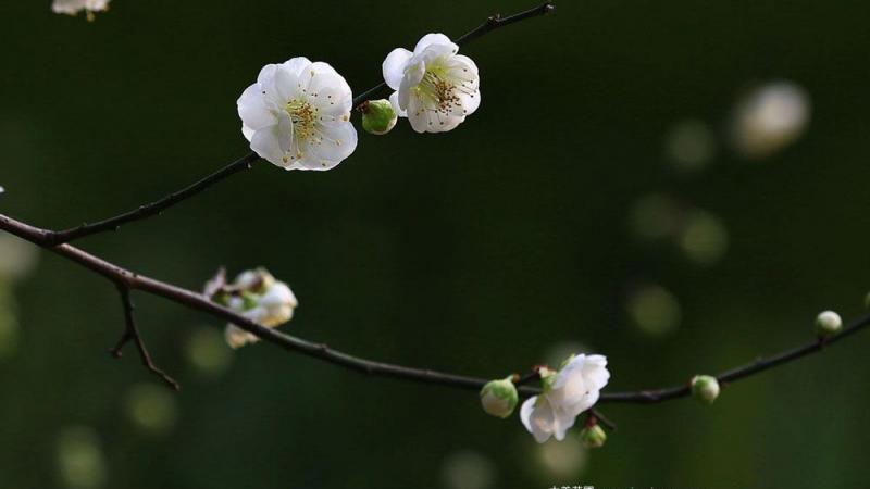 绿梅花树苗价格