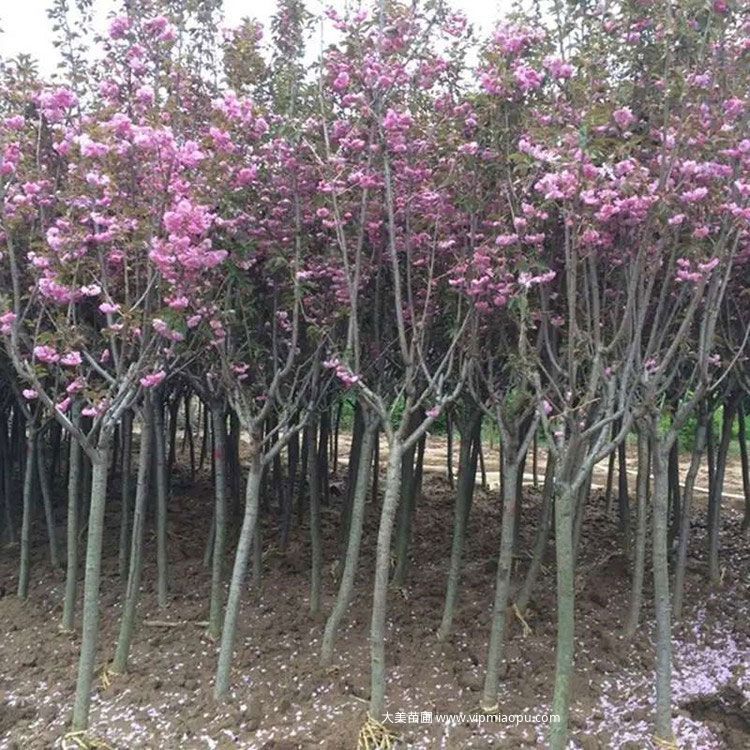 樱花树