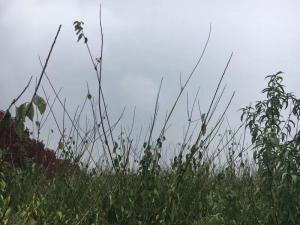 红梅 - 红梅
