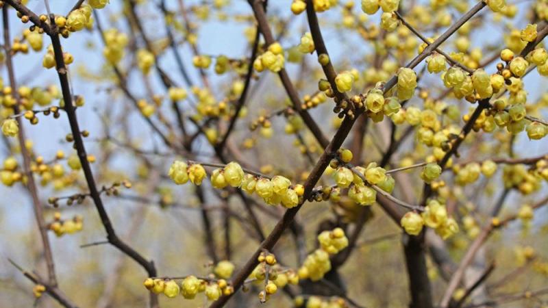 5公分腊梅花树价格哪里便宜