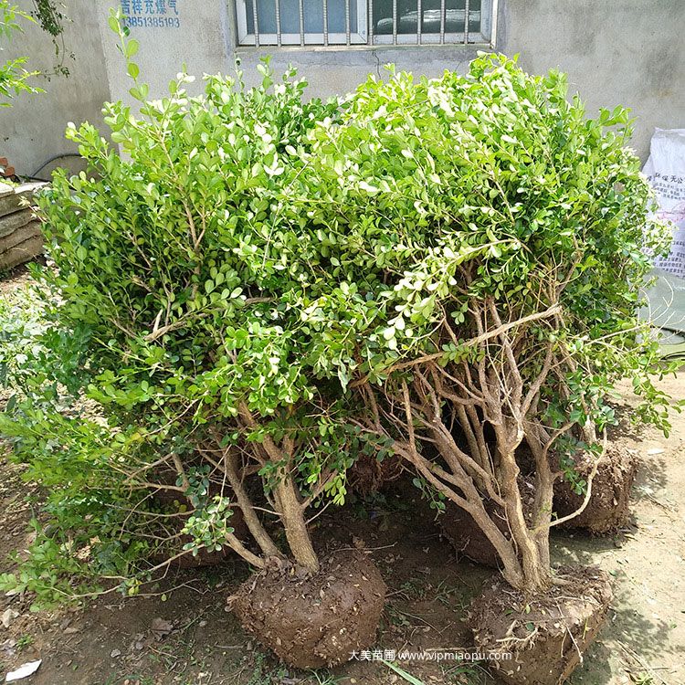 小叶黄杨