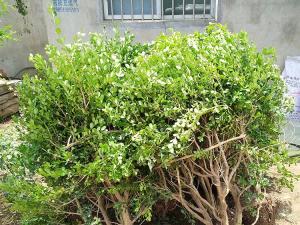 小叶黄杨 - 小叶黄杨