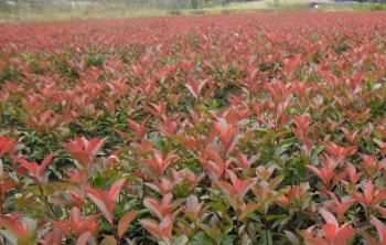 哪里有红叶石楠小苗种植基地