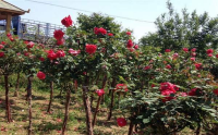 月季花树苗_月季花小苗_月季花幼苗