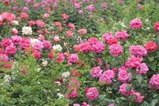 月季花产地_批发月季花_月季花批发价格