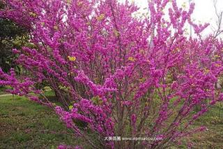 紫荆基地_出售紫荆树_紫荆树低价销售