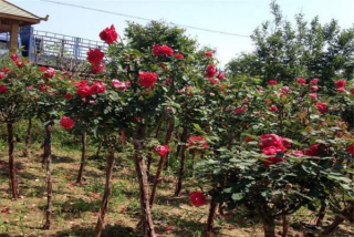 月季花树苗_月季花小苗_月季花幼苗