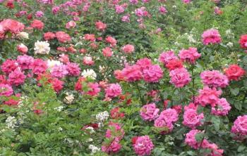 月季花产地_批发月季花_月季花批发价格