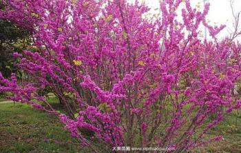 紫荆基地_出售紫荆树_紫荆树低价销售