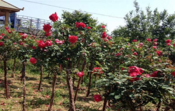 月季花树苗_月季花小苗_月季花幼苗