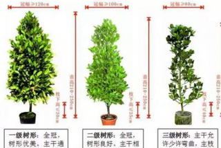 什么样的苗木才算得上是优质苗