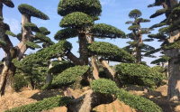 造型罗汉松价格表