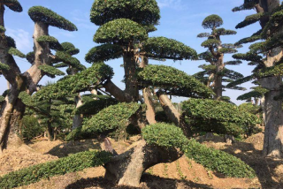造型罗汉松价格表
