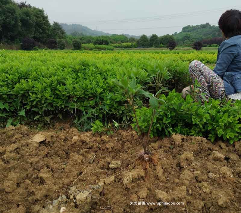 毛杜鹃根系、树型、分枝都是很不错的