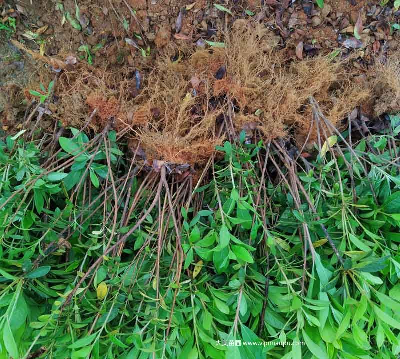 毛杜鹃根系、树型、分枝都是很不错的