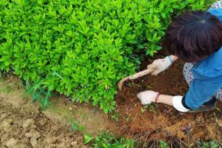 毛杜鹃小苗价格便宜，出货实拍