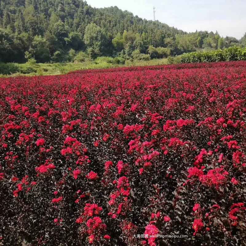 紫薇树