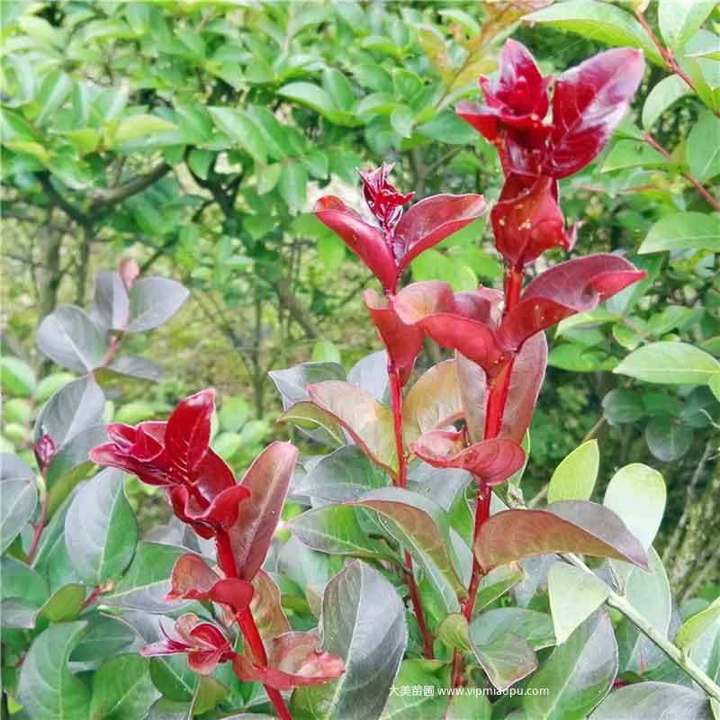 紫薇树