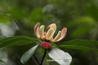 湖南有红花木莲吗