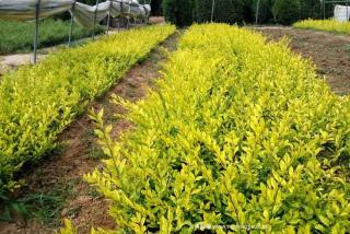金叶水腊