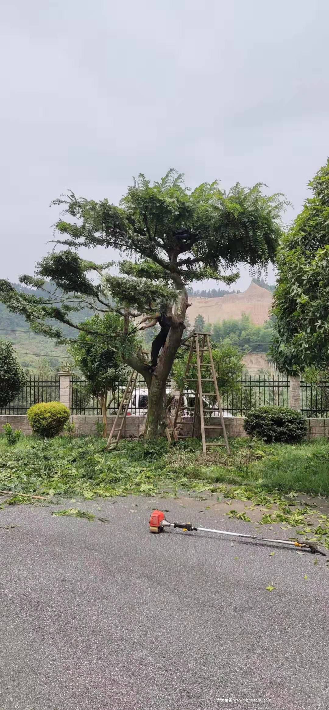 榆树修剪