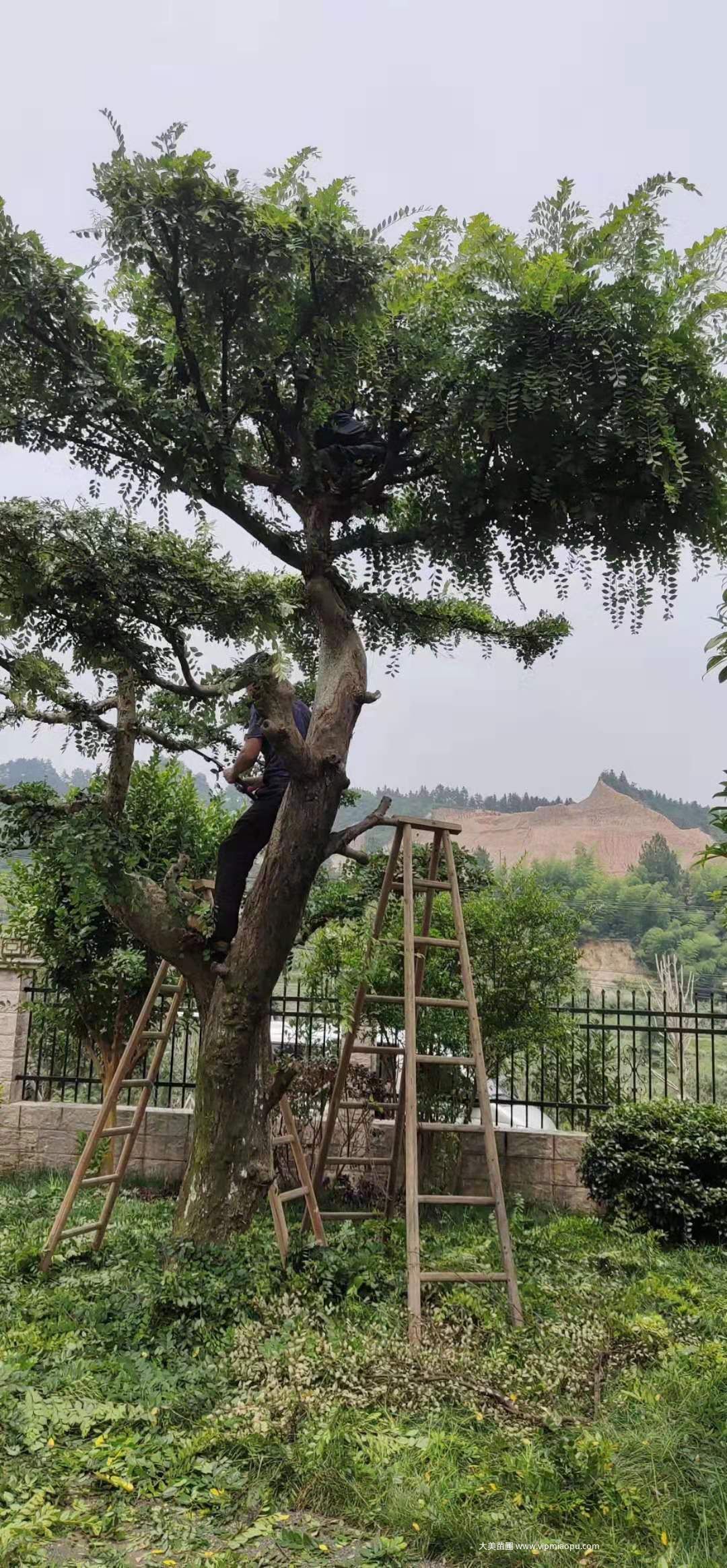 榆树修剪