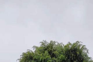 江西客户精品榆树修剪服务