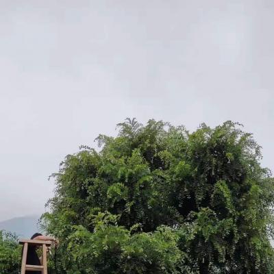 江西客户精品榆树修剪服务