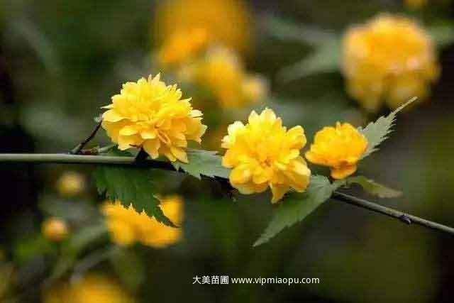 棣棠