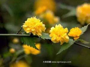 棣棠 - 棣棠