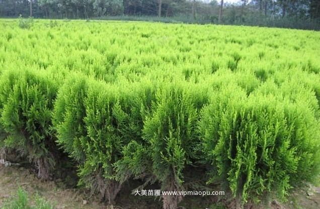 绿化苗木