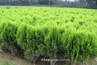 湖南别墅绿化供应价格