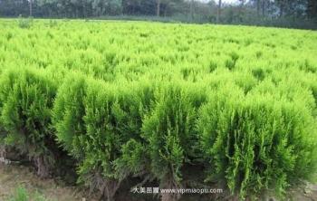 湖南别墅绿化供应价格