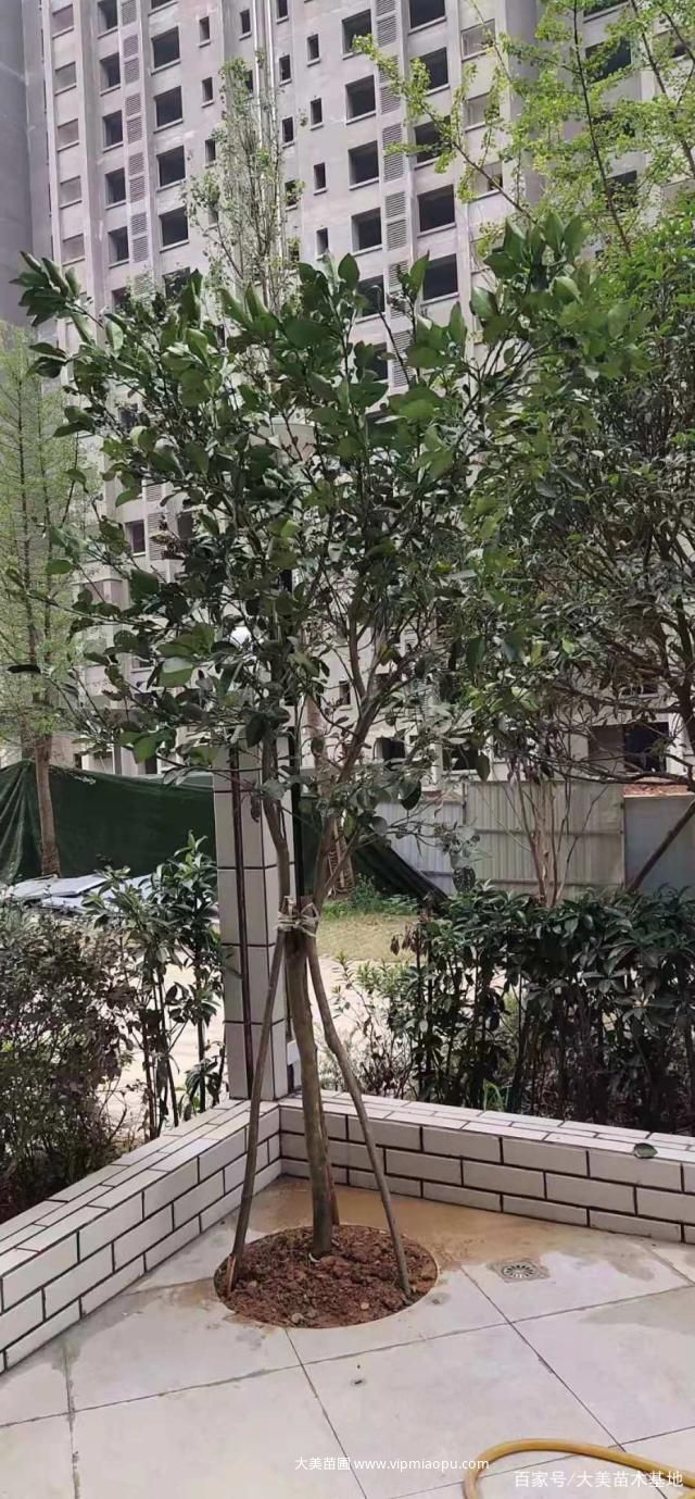柚子树