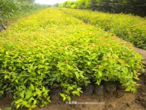 绣线菊 - 绣线菊