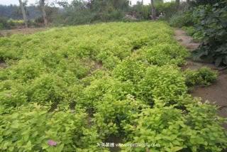湖南绣线菊基地，自产自销绣线菊，量大从优