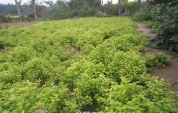 湖南绣线菊基地，自产自销绣线菊，量大从优