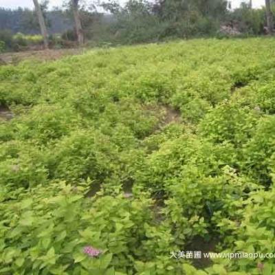 绣线菊