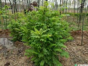珍珠梅 - 珍珠梅