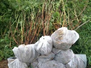 珍珠梅 - 珍珠梅