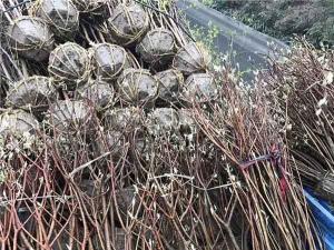 结香树 - 结香树