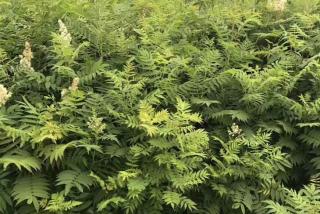 珍珠梅