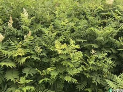 珍珠梅