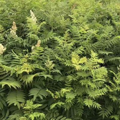 珍珠梅